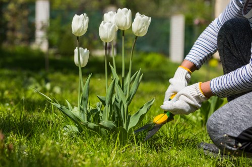 A gardener dressed in a striped long-sleeve shirt, grey trousers, and white gardening gloves is trimming a lush green hedge with hedge shears in a well-maintained backyard garden. The garden features a vibrant green lawn with dense, healthy grass, and a flower bed with white tulips in full bloom positioned in the foreground. In the background, there are mature trees and shrubs, indicating a landscaped outdoor space typical of residential gardens in Lee, with natural light illuminating the scene under clear weather conditions. The scene emphasizes professional garden boundary care, showcasing the process of hedge trimming as part of outdoor maintenance services offered by Hedge Trimming Lee, contributing to a tidy and aesthetically pleasing garden environment.