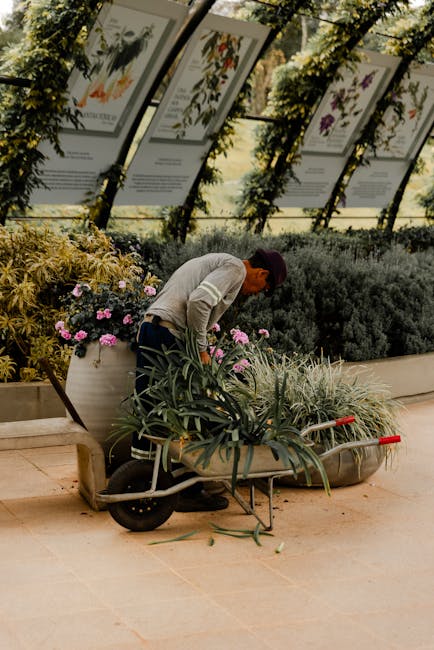 A gardener wearing a grey sweater and a dark cap is using a wheelbarrow filled with green plants with long, pointed leaves. The wheelbarrow is positioned on a paved outdoor area next to flower beds co